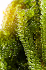 Alteromonas Ferment Extract